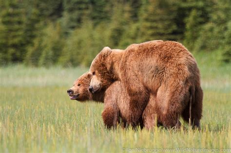 Mating Brown Bears Photos By Ron Niebrugge