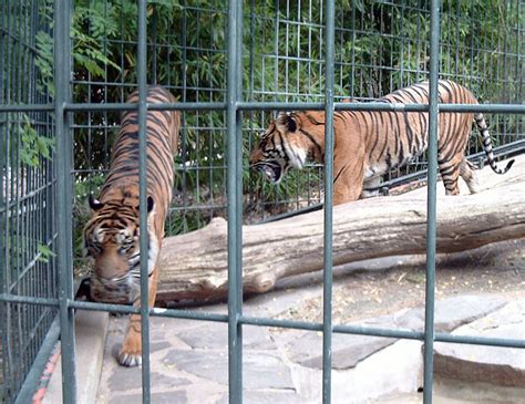 Zoologische gärten im branchenbuch für wuppertal: www.zoo-wuppertal.net - Sumatra-Tiger