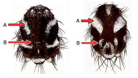Aedes Stegomyia Africanus Figure 27 Aedes Stegomyia Opok