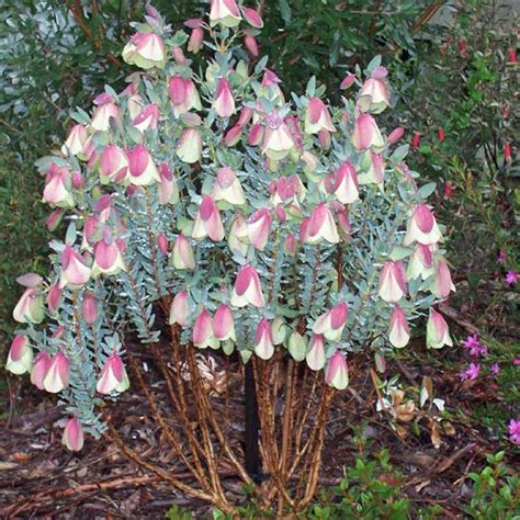 Its mature size is as much as 10 feet wide with almost an equal height. PIMELEA physodes - Pimelea (Riceflower) - Australian Seed