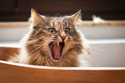 Find the most beautiful pictures available on pexels. Funniest Cats In The World - Presented by BestieAwards