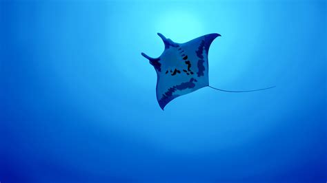 Manta Ray Underwater Sea Creature Animals Hd 4k Hd Wallpaper