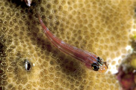 Goby And Coral Stock Image C0023082 Science Photo Library