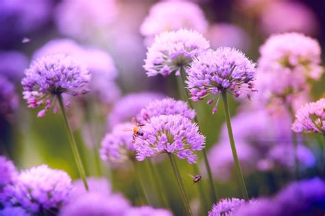 Purple Flower Field · Free Stock Photo