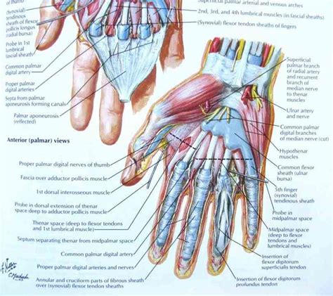 Hand Anatomy And Nerves