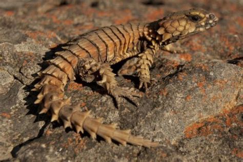 Armadillo Girdled Lizards Threatened As They Become Pets In Japan Sanbi