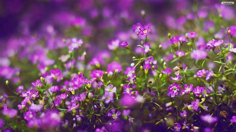 Purple Flowers Wallpapers Wallpaper Cave