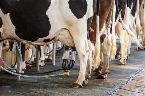 How The Dairy Industry Has Unnaturally Altered The Life Of Cows One