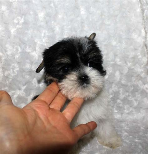 teacup morkie puppy pictures parti color iheartteacups