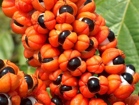 Frutas Que Começam Com A Letra G