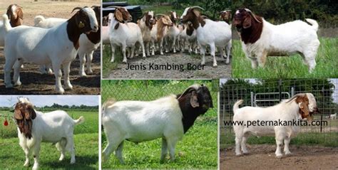 Jenis kambing terbagi dalam setidaknya sembilan spesies, termasuk kambing liar, markhor, dan ibex. jenis kambing ternak di Indonesia-peternakankita.com