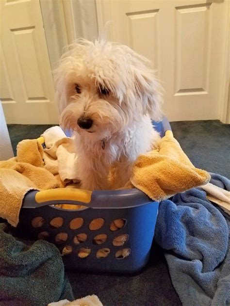 After the flush, you'll need to wipe and clean around the eyes (right photo). How To Remove Dog Pee Stains & Urine Odor From Everything ...