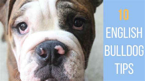 10 Tips For Caring For Your English Bulldog Laura Lee Youtube