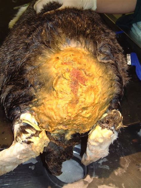 Veterinary care of a giant lop rabbit with severe fly strike