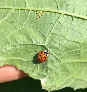 The decision for suitability of the plant as a host is made in. You too can ID aphids…and manage them with biocontrol ...
