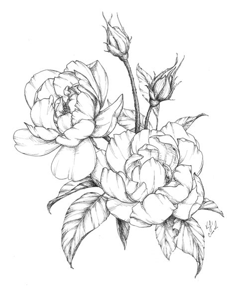 Flower Drawings Spring 2019 — Katrina Crouch Blushed Design