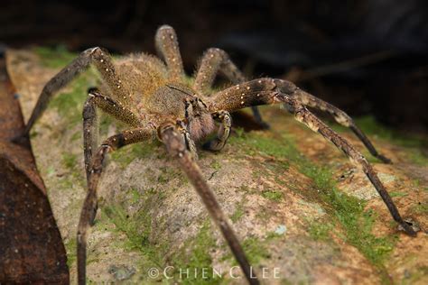 Brazilian Wandering Spider Phoneutria Fera Yasuní National Park