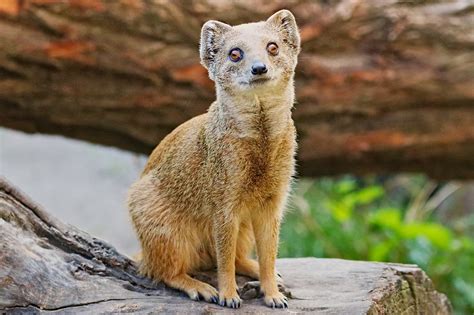 Mongoose Mammal Animal Free Photo On Pixabay Pixabay