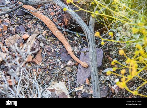 Grand Canyon Rattlesnake Crotalus Organus Abysus Hunting Along The