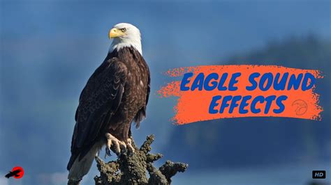 Eagles Eagle Sound Effect Hawk Sound Effect Eagle Reaction Eagle