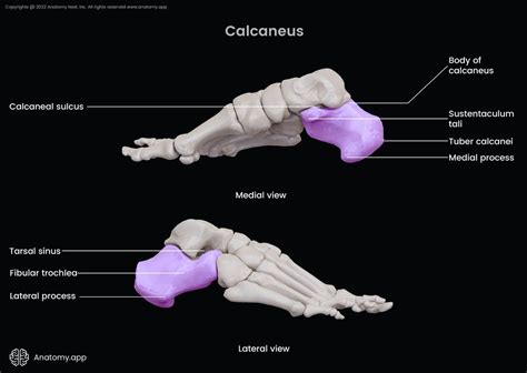 Calcaneus Encyclopedia Anatomyapp Learn Anatomy 3d Models
