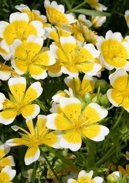 19th century pet name derived from celandine: Limnanthes douglasii | Yellow flowers names, Flowers names ...