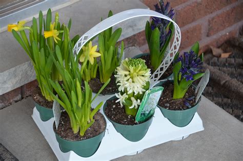 This gave birth to a new concept: Meredith's Garden Blog: My Costco Plants: April Bulbs