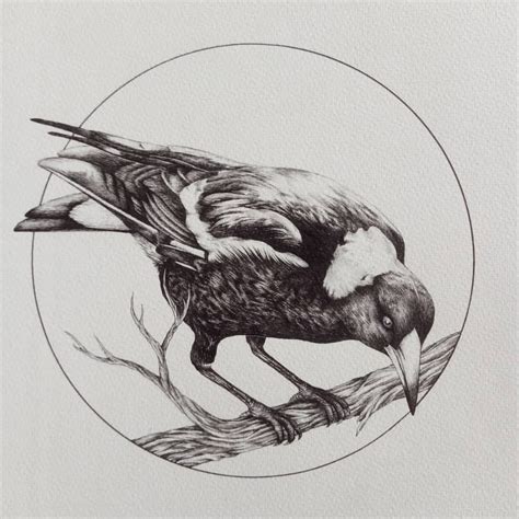 Looking for a good deal on magpie drawing art? Image result for magpie ink drawing | Ink drawing ...