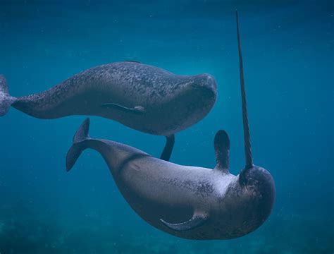 Narwhal Tusks Reveal Mercury Exposure Related To Climate Change
