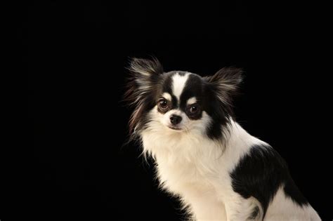 Chin Wa Japanese Chin And Chihuahua Mix Info Pictures