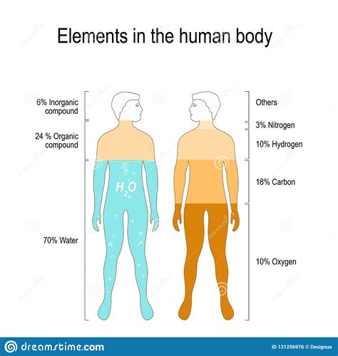 Elements Of The Human Body Stock Vector Illustration Of Anatomical