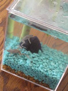 Price may vary by location. Wild Creations Eco Aquarium Classic Frog Tank | The Wild ...