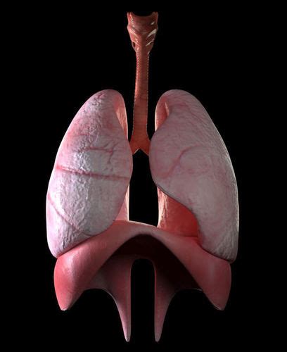 Lungs 3d Model Cgtrader