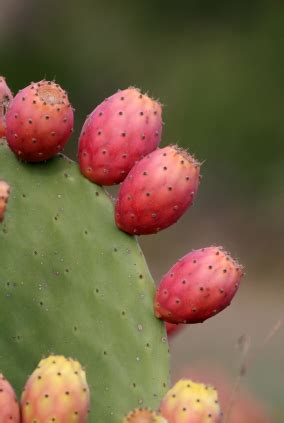Although this tutorial is geared towards the fruit, the pads are also quite edible and a staple food for many communities. Can Prickly Pear Cactus Juice Cure Diabetes?Underground ...