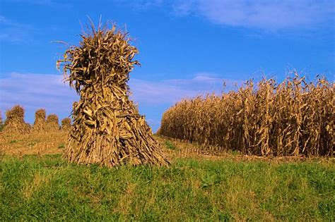 Corn Stalk Bundles Stock Photos Pictures And Royalty Free Images Istock