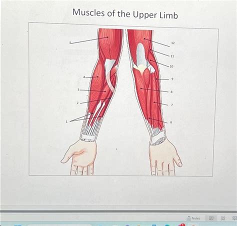 Solved Muscles Of The Upper Limb Chegg