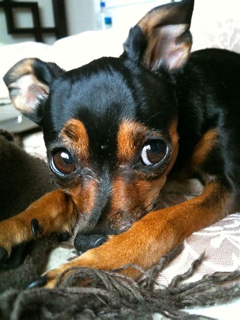 Pet Photography: Machito's Cousin: Looks just like him ...