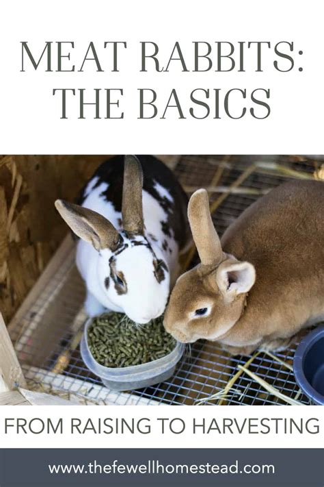 The Basics Raising Breeding And Processing Meat Rabbits Amy K