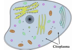 Citoplasma Funciones Partes Y Caracter Sticas