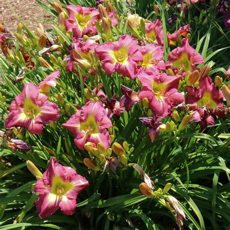 Farm cottages and farmstay accommodation with hot tubs for relaxing breaks in rural britain. Cottage Farms Direct - Perennials - 'Garden Show' Daylily ...