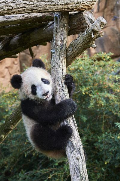 Giant Panda Cub Ailuropoda Melanoleuca Climbing 15315880