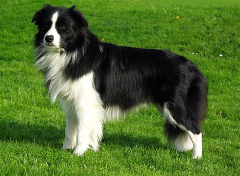 Border Collie Black And White Long Coat Collie Breeds Collie Dog Breeds