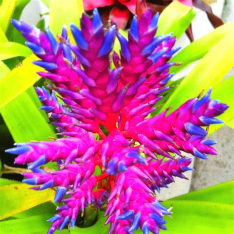 This is a sigh of relief to people who have these pets because they sometimes graze greeneries, including houseplants and grass. 46 best Non-Poisonous Houseplants -Safe for Kids and Pets ...