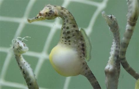 Whos Your Daddy Male Seahorses Transport Nutrients To Embryos