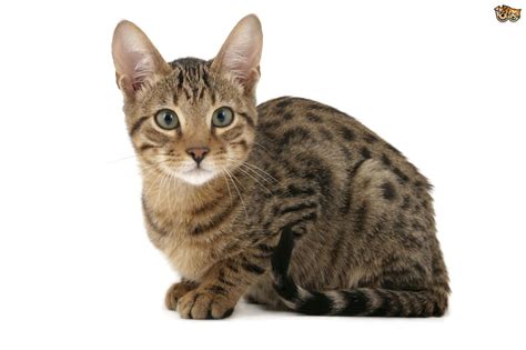 More Information On The Attractive And Unusual Serengeti Cat Pets4homes