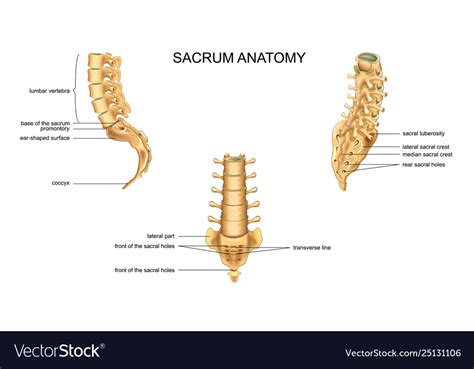 Anatomy Sacrum And Lumbar Vertebrae Royalty Free Vector