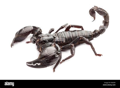 Giant Forest Scorpion Heterometrus Laoticus Longimanus Captive