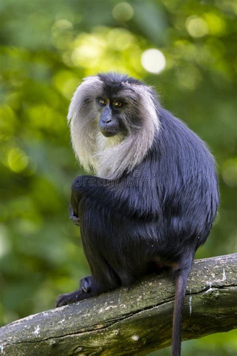 The Lion Tailed Macaque Macaca Silenus Stock Photo Image Of Mammal