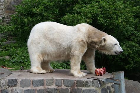 Filepolar Bear At Edinburgh Zoo Wikimedia Commons