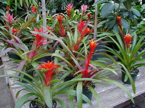 Growing A Bromeliad And How To Care For A Bromeliad Plant Dummer ゛☀